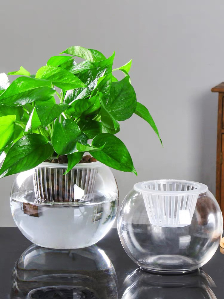 Hydroponic Plant Glass Bottle Transparent Vase Container Green Dill Flowerpot round Spherical Fish Tank Hydroponic Small Size Living Room Desktop Hydroponic Plant Glass Bottle Transparent Vase Container Green Dill Flowerpot round Spherical Fish Tank Hydroponic Small Size Living Room Desktop